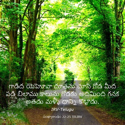Picture 03 - సంఖ్యాకాండం 22:25 TELIRV - గాడిద యెహోవా - Bible Verse Picture