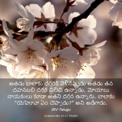 Picture 03 - సంఖ్యాకాండం 23:17 TELIRV - అతడు బాలాకు - Bible Verse Picture