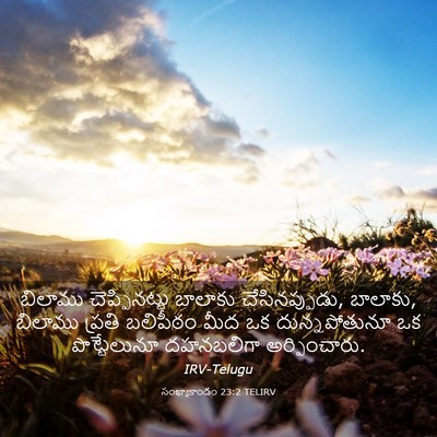 Picture 03 - సంఖ్యాకాండం 23:2 TELIRV - బిలాము - Bible Verse Picture
