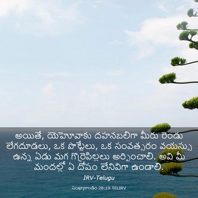 Picture 03 - సంఖ్యాకాండం 28:19 TELIRV - అయితే, యెహోవాకు - Bible Verse Picture