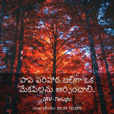 Picture 03 - సంఖ్యాకాండం 29:25 TELIRV - పాప పరిహార బలిగా - Bible Verse Picture