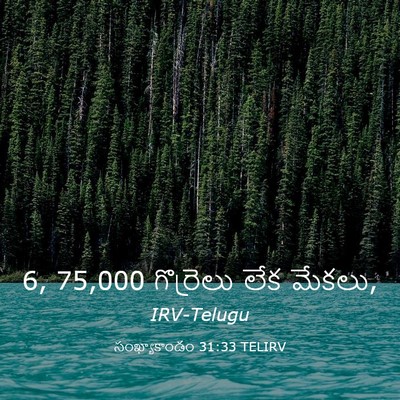 Picture 03 - సంఖ్యాకాండం 31:33 TELIRV - 6, 75,000 గొర్రెలు లేక - Bible Verse Picture