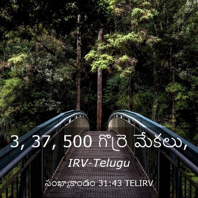 Picture 03 - సంఖ్యాకాండం 31:43 TELIRV - 3, 37, 500 గొర్రె - Bible Verse Picture