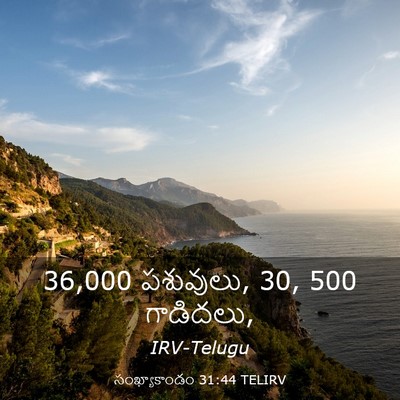 Picture 03 - సంఖ్యాకాండం 31:44 TELIRV - 36,000 పశువులు, 30, 500 - Bible Verse Picture