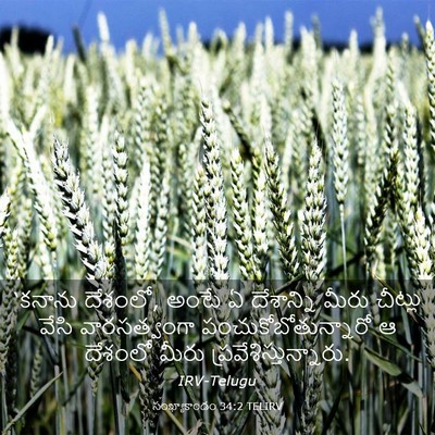 Picture 03 - సంఖ్యాకాండం 34:2 TELIRV - ‘కనాను దేశంలో, - Bible Verse Picture