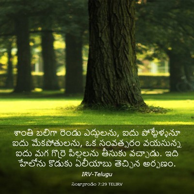 Picture 03 - సంఖ్యాకాండం 7:29 TELIRV - శాంతి బలిగా రెండు - Bible Verse Picture