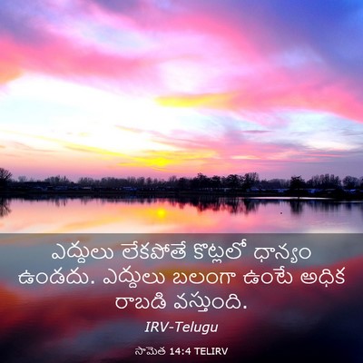 Picture 03 - సామెత 14:4 TELIRV - ఎద్దులు లేకపోతే - Bible Verse Picture