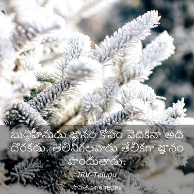 Picture 03 - సామెత 14:6 TELIRV - బుద్ధిహీనుడు - Bible Verse Picture