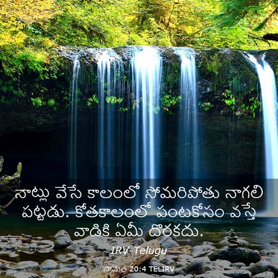 Picture 03 - సామెత 20:4 TELIRV - నాట్లు వేసే - Bible Verse Picture