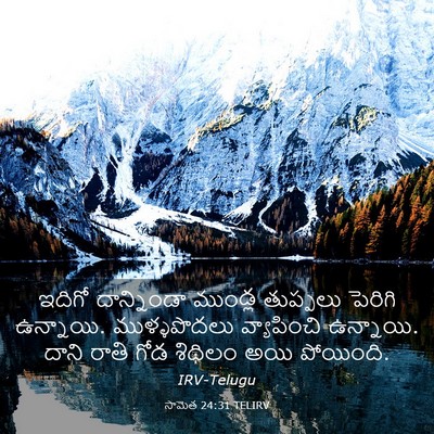 Picture 03 - సామెత 24:31 TELIRV - ఇదిగో దాన్నిండా - Bible Verse Picture