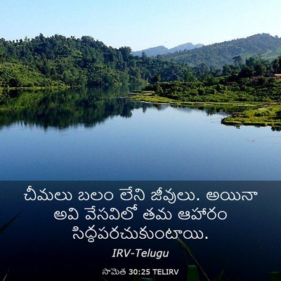 Picture 03 - సామెత 30:25 TELIRV - చీమలు బలం లేని - Bible Verse Picture