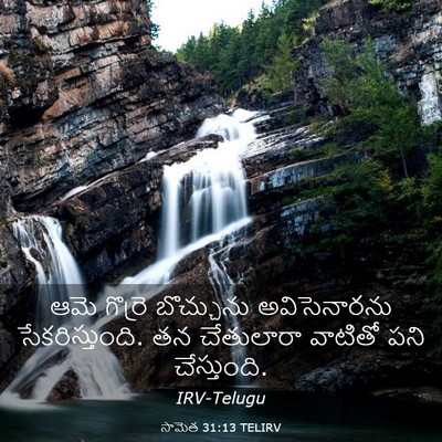 Picture 03 - సామెత 31:13 TELIRV - ఆమె గొర్రె - Bible Verse Picture