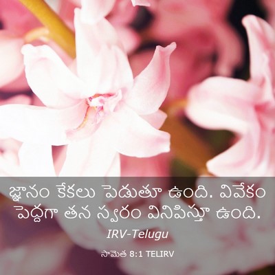 Picture 03 - సామెత 8:1 TELIRV - జ్ఞానం కేకలు - Bible Verse Picture