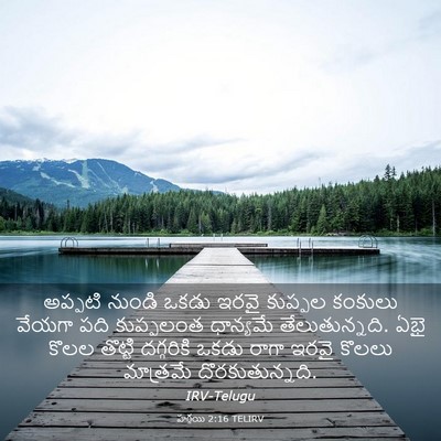 Picture 03 - హగ్గయి 2:16 TELIRV - అప్పటి నుండి ఒకడు - Bible Verse Picture