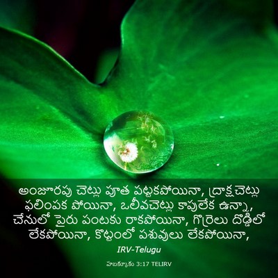 Picture 03 - హబక్కూకు 3:17 TELIRV - అంజూరపు చెట్లు - Bible Verse Picture