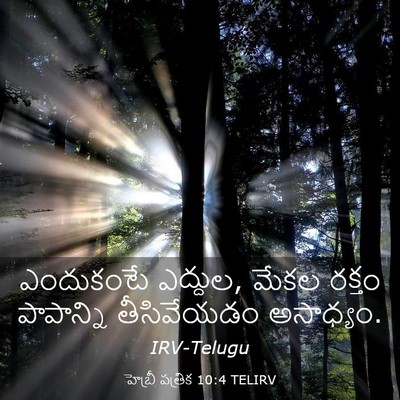Picture 03 - హెబ్రీ పత్రిక 10:4 TELIRV - ఎందుకంటే ఎద్దుల, - Bible Verse Picture