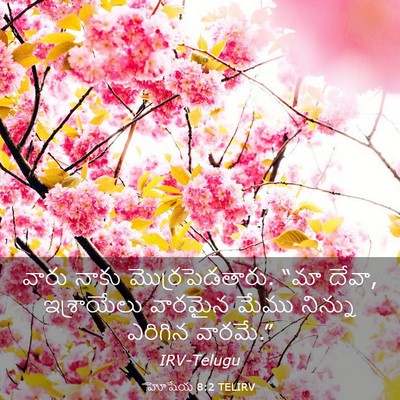 Picture 03 - హోషేయ 8:2 TELIRV - వారు నాకు - Bible Verse Picture