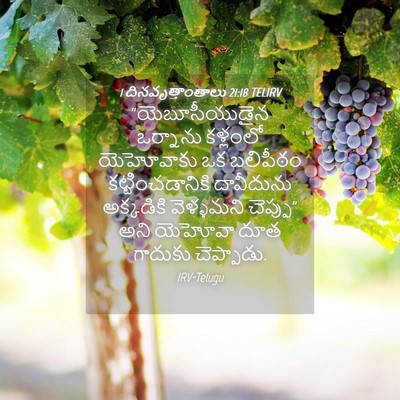 Picture 04 - 1 దినవృత్తాంతాలు 21:18 TELIRV - “యెబూసీయుడైన - Bible Verse Picture