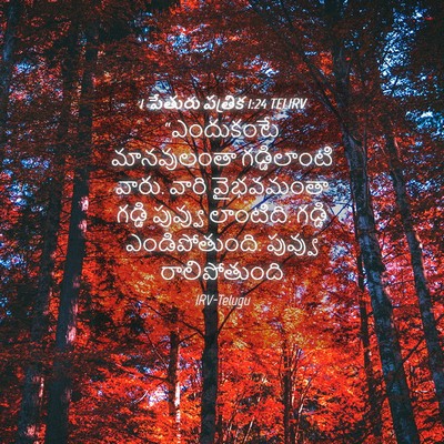 Picture 04 - 1 పేతురు పత్రిక 1:24 TELIRV - “ఎందుకంటే - Bible Verse Picture