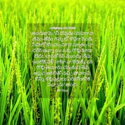Picture 04 - 1 రాజులు 17:12 TELIRV - అందుకామె “నీ - Bible Verse Picture