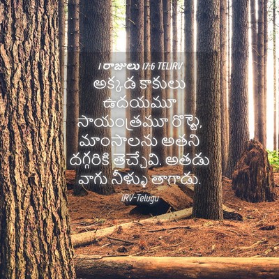 Picture 04 - 1 రాజులు 17:6 TELIRV - అక్కడ కాకులు - Bible Verse Picture