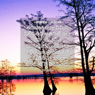 Picture 04 - 1 రాజులు 2:36 TELIRV - తరువాత రాజు - Bible Verse Picture