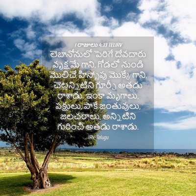 Picture 04 - 1 రాజులు 4:33 TELIRV - లెబానోనులో పెరిగే - Bible Verse Picture
