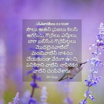 Picture 04 - 1 సమూయేలు 15:9 TELIRV - సౌలు, అతని ప్రజలు - Bible Verse Picture