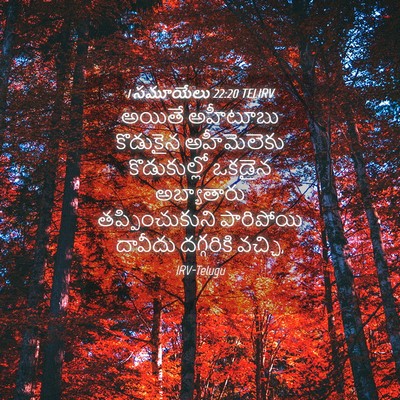 Picture 04 - 1 సమూయేలు 22:20 TELIRV - అయితే అహీటూబు - Bible Verse Picture