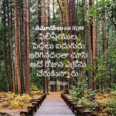 Picture 04 - 1 సమూయేలు 6:16 TELIRV - ఫిలిష్తీయుల - Bible Verse Picture