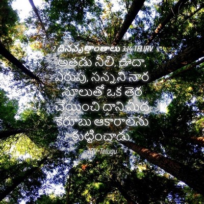 Picture 04 - 2 దినవృత్తాంతాలు 3:14 TELIRV - అతడు నీలి, ఊదా, - Bible Verse Picture
