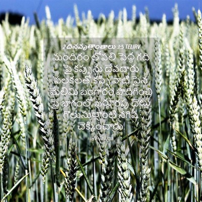 Picture 04 - 2 దినవృత్తాంతాలు 3:5 TELIRV - మందిరం లోపలి - Bible Verse Picture