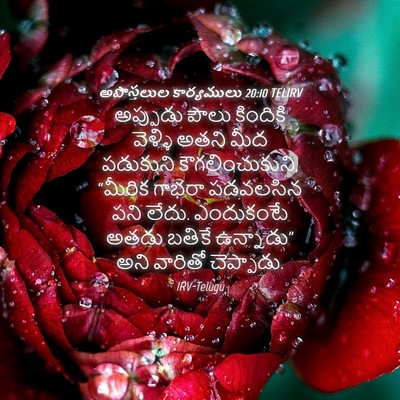 Picture 04 - అపొస్తలుల కార్యములు 20:10 TELIRV - అప్పుడు పౌలు - Bible Verse Picture