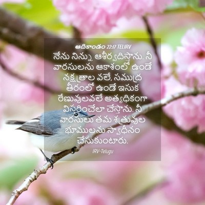 Picture 04 - ఆదికాండం 22:17 TELIRV - నేను నిన్ను - Bible Verse Picture
