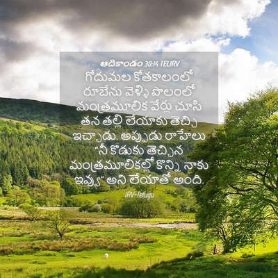 Picture 04 - ఆదికాండం 30:14 TELIRV - గోదుమల కోతకాలంలో - Bible Verse Picture