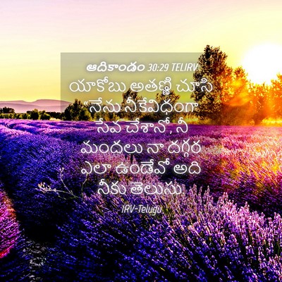 Picture 04 - ఆదికాండం 30:29 TELIRV - యాకోబు అతణ్ణి - Bible Verse Picture