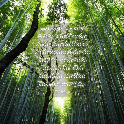 Picture 04 - ఆదికాండం 30:36 TELIRV - తనకూ యాకోబుకూ - Bible Verse Picture