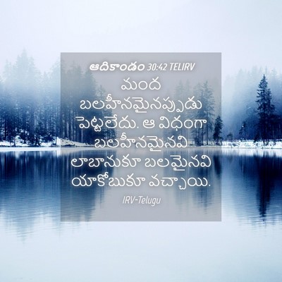 Picture 04 - ఆదికాండం 30:42 TELIRV - మంద - Bible Verse Picture