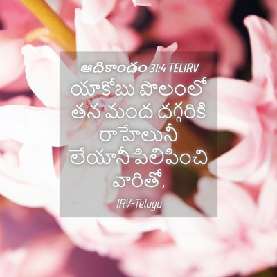Picture 04 - ఆదికాండం 31:4 TELIRV - యాకోబు పొలంలో తన - Bible Verse Picture