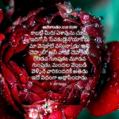Picture 04 - ఆదికాండం 32:20 TELIRV - కాబట్టి మీరు - Bible Verse Picture