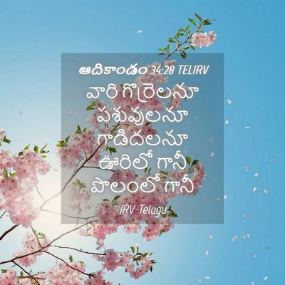 Picture 04 - ఆదికాండం 34:28 TELIRV - వారి గొర్రెలనూ - Bible Verse Picture