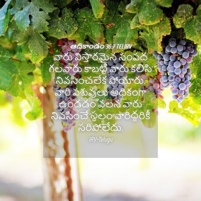 Picture 04 - ఆదికాండం 36:7 TELIRV - వారు విస్తారమైన - Bible Verse Picture