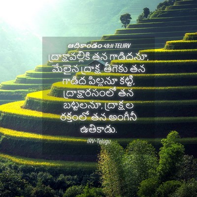 Picture 04 - ఆదికాండం 49:11 TELIRV - ద్రాక్షావల్లికి - Bible Verse Picture