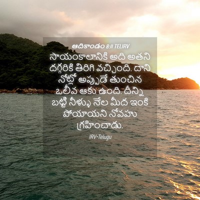 Picture 04 - ఆదికాండం 8:11 TELIRV - సాయంకాలానికి అది - Bible Verse Picture