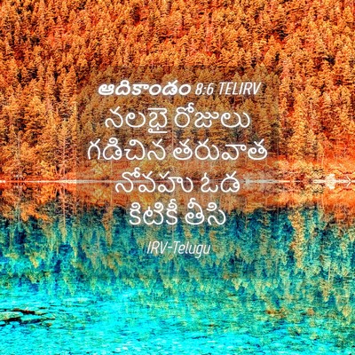 Picture 04 - ఆదికాండం 8:6 TELIRV - నలభై రోజులు - Bible Verse Picture