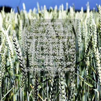 Picture 04 - ఎజ్రా 10:5 TELIRV - ఎజ్రా లేచి, ముఖ్య - Bible Verse Picture