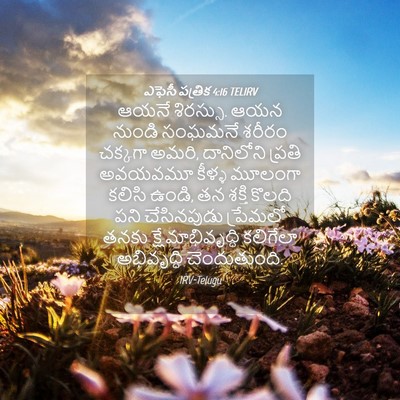 Picture 04 - ఎఫెసీ పత్రిక 4:16 TELIRV - ఆయనే శిరస్సు. ఆయన - Bible Verse Picture