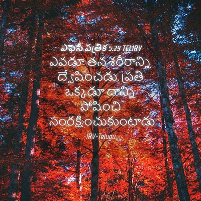 Picture 04 - ఎఫెసీ పత్రిక 5:29 TELIRV - ఎవడూ తన శరీరాన్ని - Bible Verse Picture