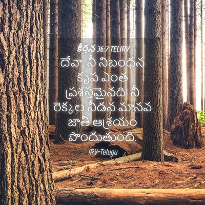 Picture 04 - కీర్తన 36:7 TELIRV - దేవా, నీ నిబంధన కృప - Bible Verse Picture