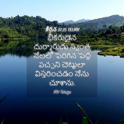 Picture 04 - కీర్తన 37:35 TELIRV - భీకరుడైన - Bible Verse Picture